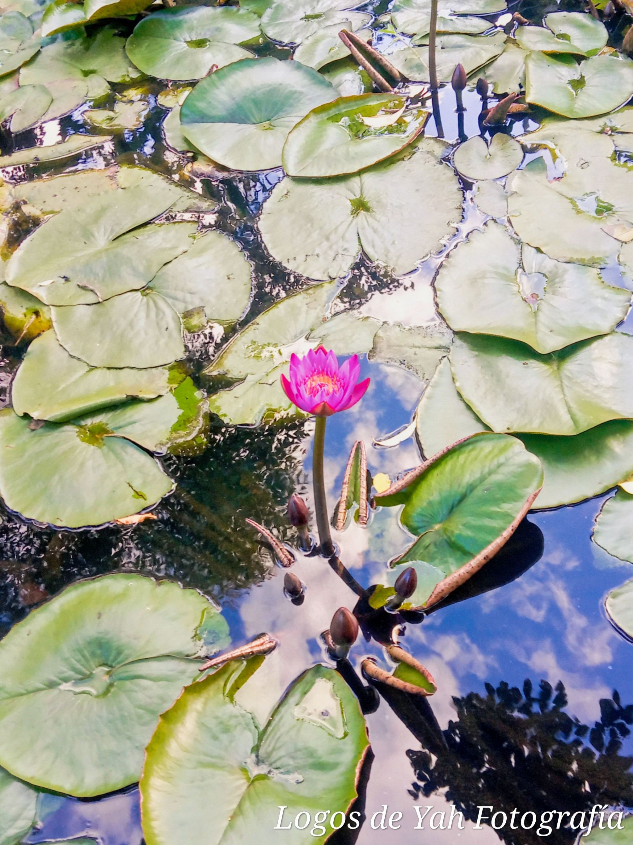 KOLORO_1597974616354 (1)